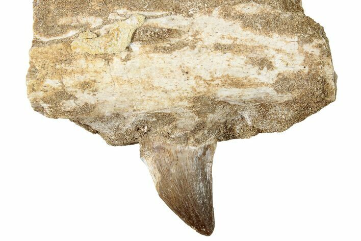 Mosasaur (Prognathodon) Tooth In Jaw Section #270573